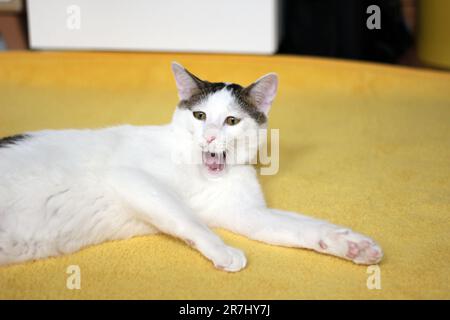 Tageskonzept der zu Hause lebenden japanischen Bobtail-Katze Stockfoto