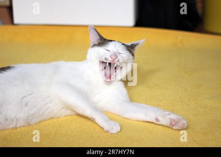 Tageskonzept der zu Hause lebenden japanischen Bobtail-Katze Stockfoto