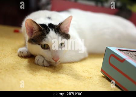 Tageskonzept der zu Hause lebenden japanischen Bobtail-Katze Stockfoto