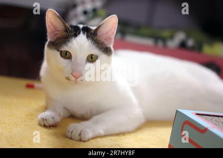 Tageskonzept der zu Hause lebenden japanischen Bobtail-Katze Stockfoto