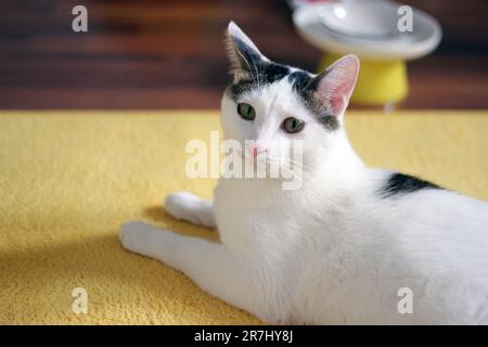 Tageskonzept der zu Hause lebenden japanischen Bobtail-Katze Stockfoto