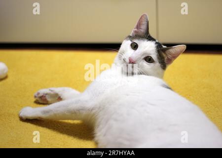 Tageskonzept der zu Hause lebenden japanischen Bobtail-Katze Stockfoto