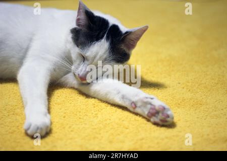 Tageskonzept der zu Hause lebenden japanischen Bobtail-Katze Stockfoto