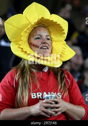 Ein Unterstützer erwartet den Start von Wales gegen Frankreich, das erste Halbfinalspiel der Rugby-Weltmeisterschaft 2011, Eden Park, Auckland, Neuseeland, Samstag, 15. Oktober 2011. Stockfoto