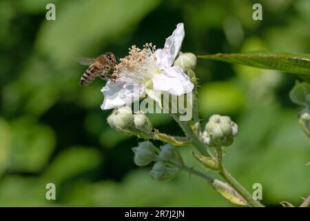 Nahaufnahme einer asiatischen Honigbiene auf der Himalaya-Brombeerblume Stockfoto