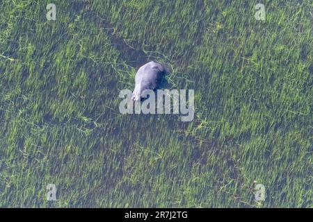 Teleaufnahmen eines Nilpferdes, das vor allem in den Okavango Delta Feuchtgebieten in Botsuana untergetaucht ist. Stockfoto