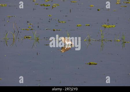 Indischer Teichreiher im Sumpf in Sirajdikhan, Munshiganj, Bangladesch. Stockfoto