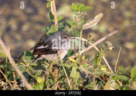 Eine orientalische Magpie Juvenile, Dhaka, Bangladesch Stockfoto