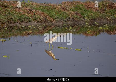 Indischer Teichreiher im Sumpf in Sirajdikhan, Munshiganj, Bangladesch. Stockfoto