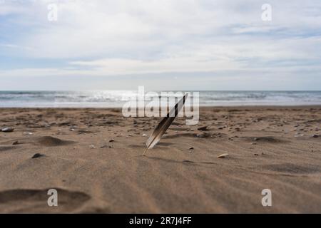 Eine einzelne weiße Feder im Sand an einem sonnigen Strand Stockfoto