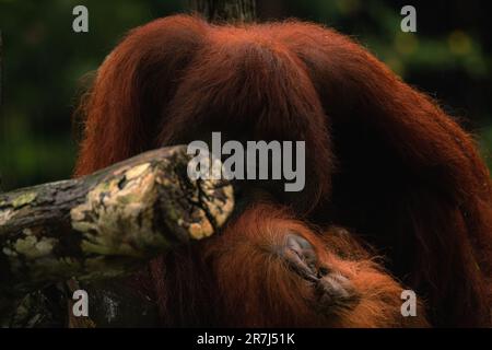 Nahaufnahme von Orang-Utan, selektiver Fokus. Der Orang-Utan verhält sich schüchtern, sich vor Regen zu verstecken Stockfoto