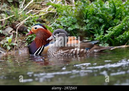 MANDARINENTE (Aix galericulata), männlich und weiblich, Seite an Seite schwimmen, Großbritannien. Stockfoto