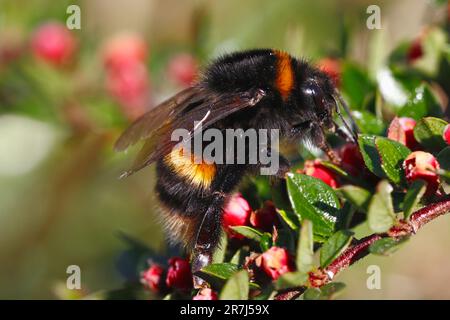 BUFF-TAILED HUMBLE BEE (Bombus terresrtis) Queen, Großbritannien. Stockfoto