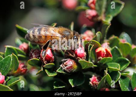 HONIGBIENE (APIs mellifera), die sich von den roten Blütenknospen von Cotoneaster horizontalis in einem Vorstadtgarten im Vereinigten Königreich ernährt. Stockfoto