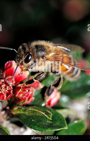 HONIGBIENE (APIs mellifera), die sich von den roten Blütenknospen von Cotoneaster horizontalis in einem Vorstadtgarten im Vereinigten Königreich ernährt. Stockfoto