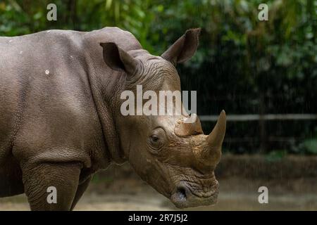 Nahaufnahme eines weißen Nashorns oder eines Rhinozeros Ceratotherium Simum mit eckigen Lippen, während Sie in einem Park in singapur spielen. Naturfoto farbenfrohe Wildnis Stockfoto