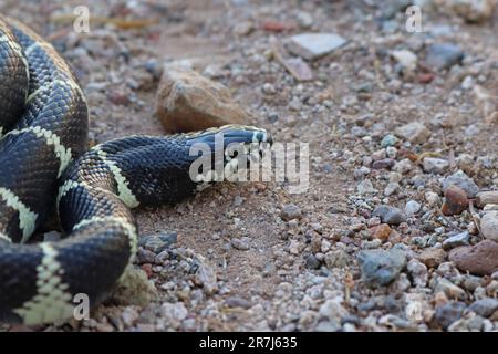 California Kingsnake (Lampropeltis californiae) in Arizona Stockfoto