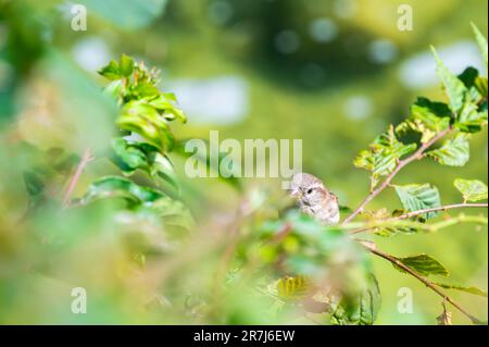 Nahaufnahme des Spatzen, der in grünem Blatt auf einem Baum sitzt. Stockfoto