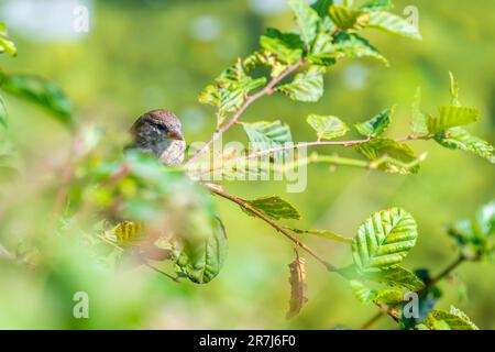 Nahaufnahme des Spatzen, der in grünem Blatt auf einem Baum sitzt. Stockfoto