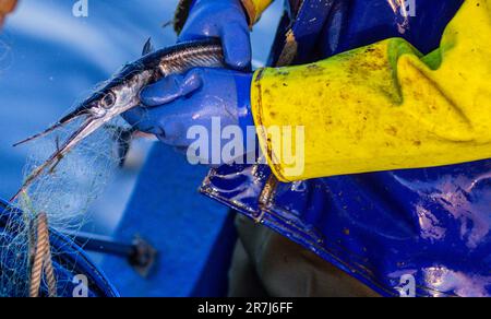 Rerik, Deutschland. 31. Mai 2023. Der Fischer Maik von Rerik bringt nie Netze mit gefangenem Knofisch auf sein Messer. Die Tiere werden bis Mitte Juni im Salzhaff gefangen. Kredit: Jens Büttner/dpa/Alamy Live News Stockfoto