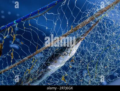 Rerik, Deutschland. 31. Mai 2023. Der Fischer Maik aus Rerik zieht nie ein Fischernetz mit Knoblauch aus dem Salzhaff. Kredit: Jens Büttner/dpa/Alamy Live News Stockfoto