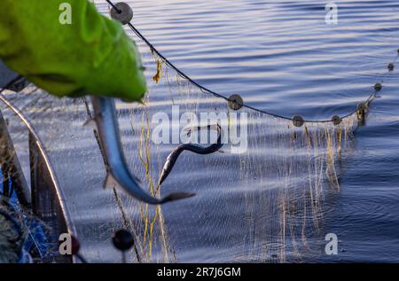 Rerik, Deutschland. 31. Mai 2023. Garfische hängen in einem Netz von professionellen Fischern, die nie aus Rerik kommen. Die Fische werden vor Sonnenaufgang aus den Netzen in der Salzhaff entnommen. Kredit: Jens Büttner/dpa/Alamy Live News Stockfoto