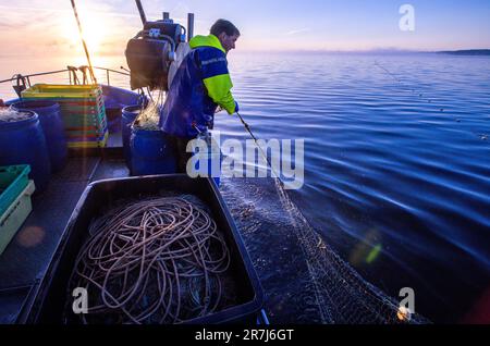 Rerik, Deutschland. 31. Mai 2023. Der Fischer Maik von Rerik bringt nie Netze mit gefangenem Knofisch auf sein Messer. Die Tiere werden bis Mitte Juni im Salzhaff gefangen. Kredit: Jens Büttner/dpa/Alamy Live News Stockfoto