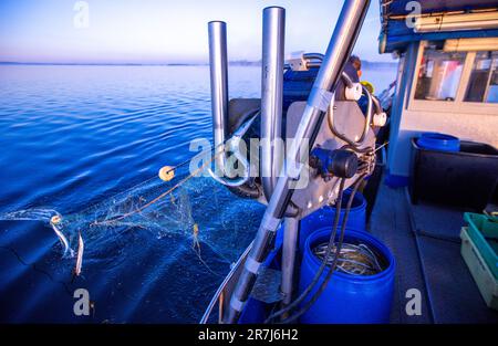 Rerik, Deutschland. 31. Mai 2023. Garfische hängen in einem Netz von professionellen Fischern, die nie aus Rerik kommen. Die Fische werden vor Sonnenaufgang aus den Netzen in der Salzhaff entnommen. Kredit: Jens Büttner/dpa/Alamy Live News Stockfoto