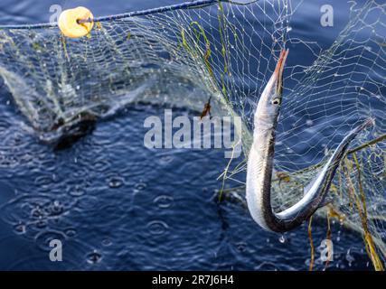 Rerik, Deutschland. 31. Mai 2023. Der Fischer Maik aus Rerik zieht nie ein Fischernetz mit Knoblauch aus dem Salzhaff. Kredit: Jens Büttner/dpa/Alamy Live News Stockfoto