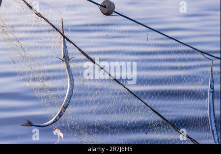 Rerik, Deutschland. 31. Mai 2023. Garfische hängen in einem Netz von professionellen Fischern, die nie aus Rerik kommen. Die Fische werden vor Sonnenaufgang aus den Netzen in der Salzhaff entnommen. Kredit: Jens Büttner/dpa/Alamy Live News Stockfoto