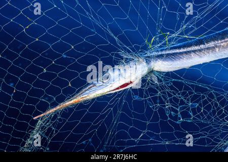 Rerik, Deutschland. 31. Mai 2023. Der Fischer Maik aus Rerik zieht nie ein Fischernetz mit Knoblauch aus dem Salzhaff. Kredit: Jens Büttner/dpa/Alamy Live News Stockfoto