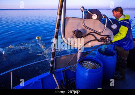 Rerik, Deutschland. 31. Mai 2023. Der Fischer Maik von Rerik bringt nie Netze mit gefangenem Knofisch auf sein Messer. Die Tiere werden bis Mitte Juni im Salzhaff gefangen. Kredit: Jens Büttner/dpa/Alamy Live News Stockfoto