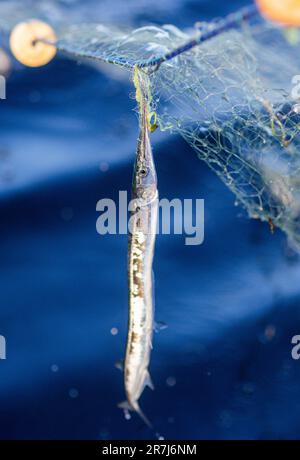 Rerik, Deutschland. 31. Mai 2023. Der Fischer Maik aus Rerik zieht nie ein Fischernetz mit Knoblauch aus dem Salzhaff. Kredit: Jens Büttner/dpa/Alamy Live News Stockfoto