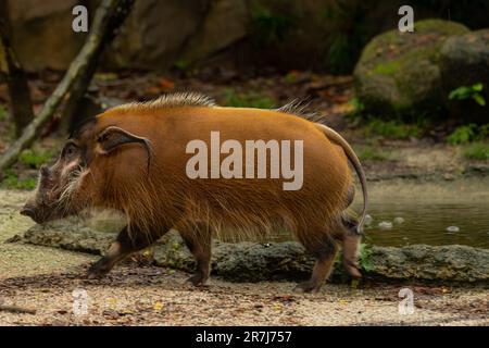 Rotes Flussschwein, Potamochoerus porcus, auch bekannt als Buschschwein. Ich gehe aus nächster Nähe Stockfoto