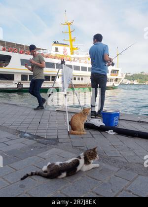 Zwei Männer fischen auf dem Goldenen Horn in Karakoy, zwei Katzen im Vordergrund und ein Passagierfährschiff dahinter. Istanbul, Türkei Stockfoto