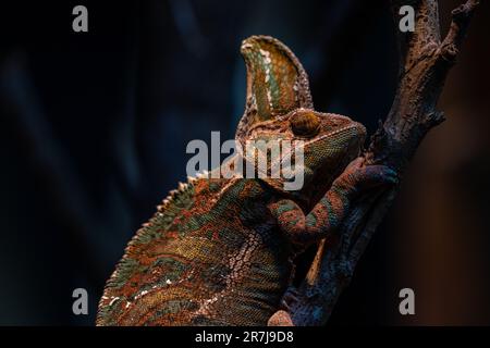 Chameleon Furcifer pardalis Ambolobe 2 Jahre alt, Madagaskar endemisches Panther Chamäleon im wütenden Zustand, reines Ambilobe-Hintergrundbild Stockfoto