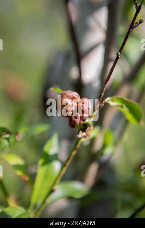 Pfirsichblättercurl (Taphrina deformans) auf einem Mandelbaum (Prunus amygdalus) Stockfoto