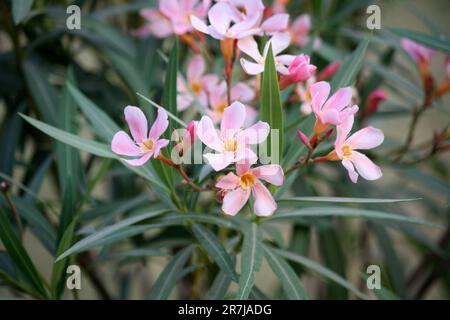 Flamingo rosa Oleander Blumen (Nerium Oleander) in einem Garten : (Pix Sanjiv Shukla) Stockfoto