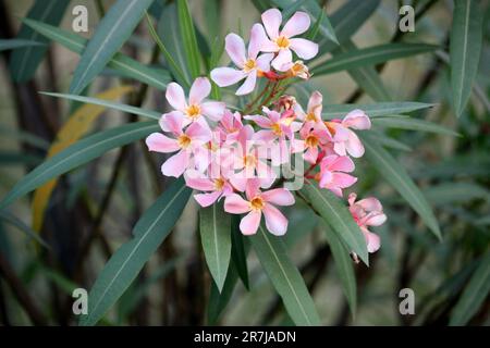 Flamingo rosa Oleander Blumen (Nerium Oleander) in einem Garten : (Pix Sanjiv Shukla) Stockfoto