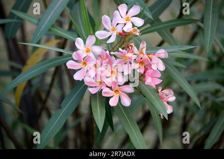 Flamingo rosa Oleander Blumen (Nerium Oleander) in einem Garten : (Pix Sanjiv Shukla) Stockfoto