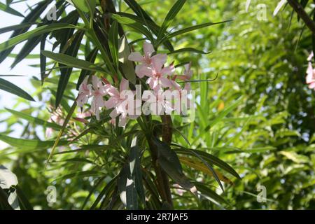 Flamingo rosa Oleander Blumen (Nerium Oleander) in einem Garten : (Pix Sanjiv Shukla) Stockfoto