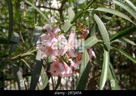 Flamingo rosa Oleander Blumen (Nerium Oleander) in einem Garten : (Pix Sanjiv Shukla) Stockfoto