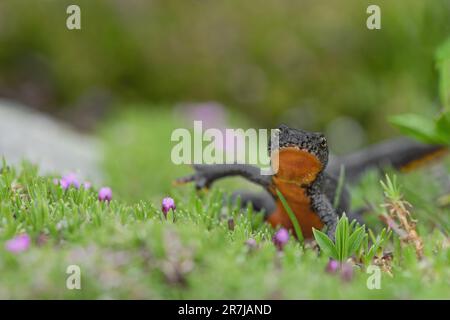 Alpenmolch im Blumengarten (Ichthyosaura alpestris) Stockfoto