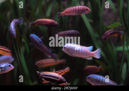 Porträt von Süßwassercichlidfischen (Maylandia Zebra) im Aquarium, Platz für Text kopieren Stockfoto