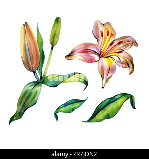 Erröte Lily. Aquarell, Blumen, Design, Malen, stilisiert, Vintage, eine Kombination aus zarten Blumen, Dekoration, Geschenk. Stockfoto