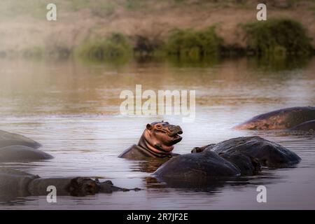 Wildes graues afrikanisches Nilpferd, das in einem See schwimmt, umgeben von seiner Familie im Serengeti-Nationalpark, Tansania, Afrika Stockfoto