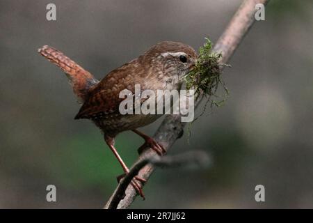 Wren Troglodytes x2, kleiner rötlicher brauner Vogel, hat normalerweise einen kurzen, fein gezogenen Schwanz und Flügel, feine Schirme, blasse Streifen über den Augen, Nistmaterial Stockfoto