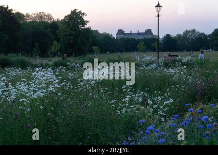 London, Vereinigtes Königreich, 15. Juni 20232: Am Clapham Common wurde eine Fläche als Wildblumenwiesen bepflanzt. Bei Sonnenuntergang fangen die Maisblüten, Disteln und Ochsenaugen-Gänseblümchen das letzte glühende Licht ein, wenn die Dämmerung einsetzt. Anna Watson/Alamy Live News Stockfoto