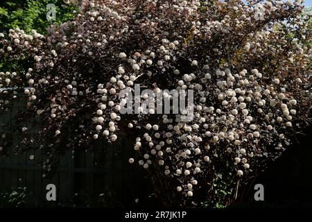 Physocarpus opulifolius „Diabolo“ Foto: Bo Arrhed Stockfoto