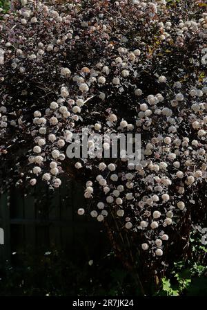 Physocarpus opulifolius „Diabolo“ Foto: Bo Arrhed Stockfoto